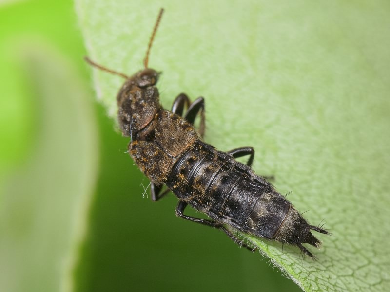 Ontholestes murinus (Linnaeus, 1758)